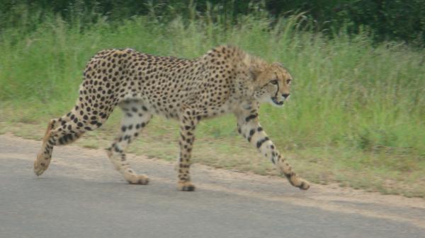 nature-and-game-drives-into-kruger-national-park